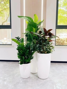 海曙花卉出租，给您别样的视觉盛宴><div class=