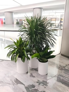 宁波奉化花木出租，开启绿色租赁新体验